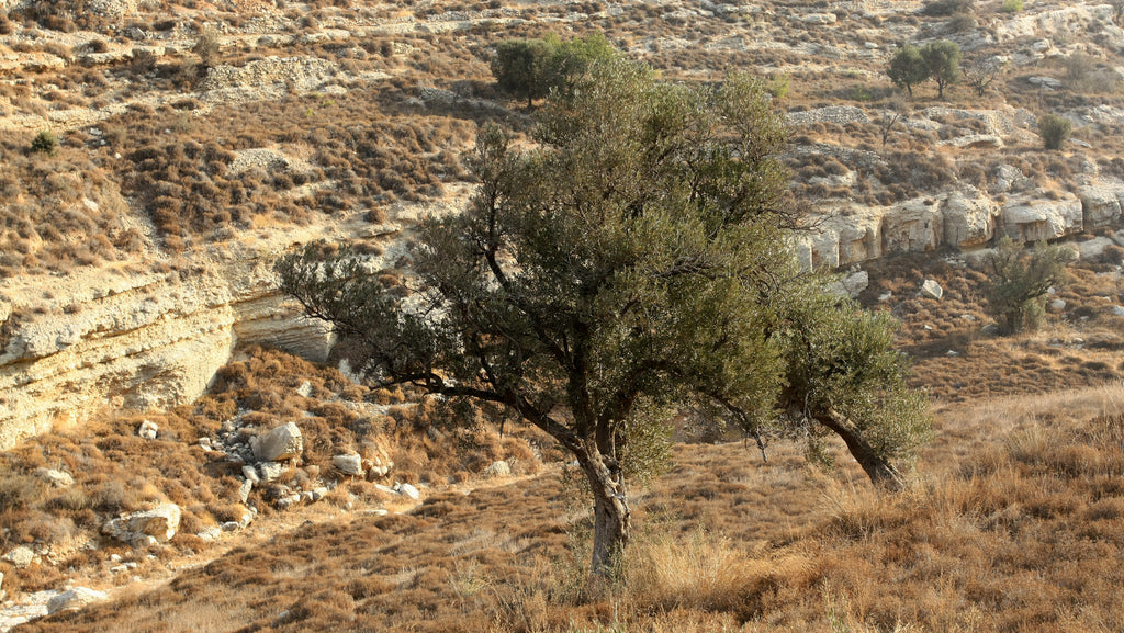 Olive Oil is in Trouble as Extreme Heat and Drought Push the Industry Into Crisis