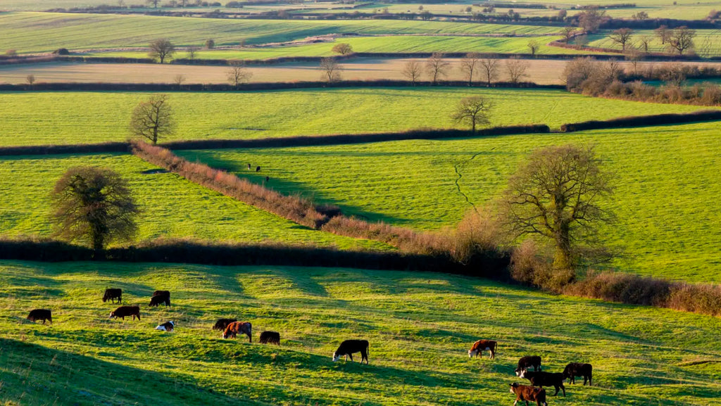 California Farmers Plant Hedgerows to Conserve Water, Improve Soil Health