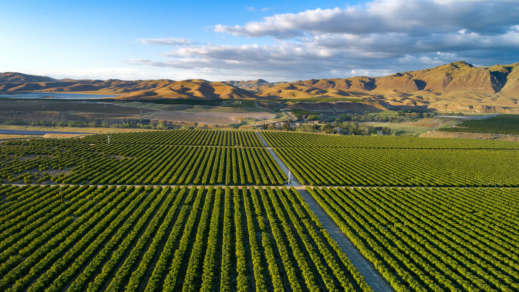 Contrasting California Olives and European Olives: A Multifaceted Comparison
