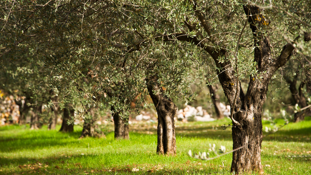 Exploring the Enchanting Olive Oil Groves of Europe