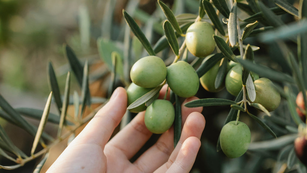 Della Terra's Production Process